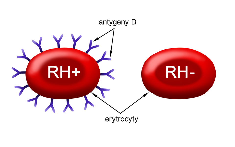 Grafika przedstawia dwa erytrocyty. Na jednym z nich znajdują się antygeny D, kształtem przypominające dużą literę Y.