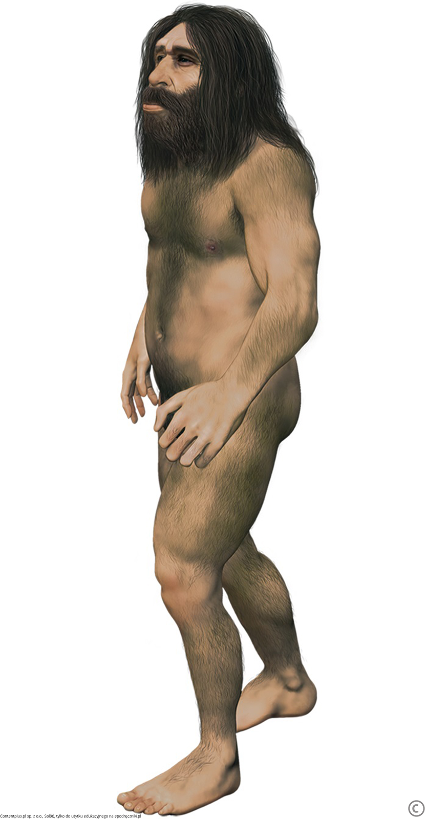Ilustracja przedstawia neandertalczyka. Wyprostowany, długowłosy człowiek o budowie ciała bardzo podobnej do budowy ciała człowieka współczesnego, lecz o charakterystycznej twarzy z głębokimi oczodołami.
