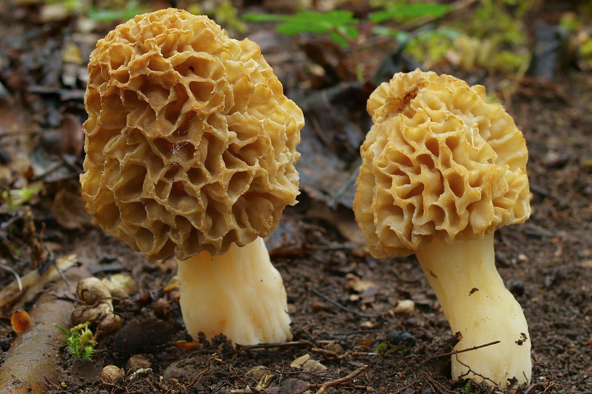 Fotografia prezentuje dwa rosnące obok siebie okazy smardza. Każdy posiada biały trzonek z brązowym gąbczastym kapeluszem.