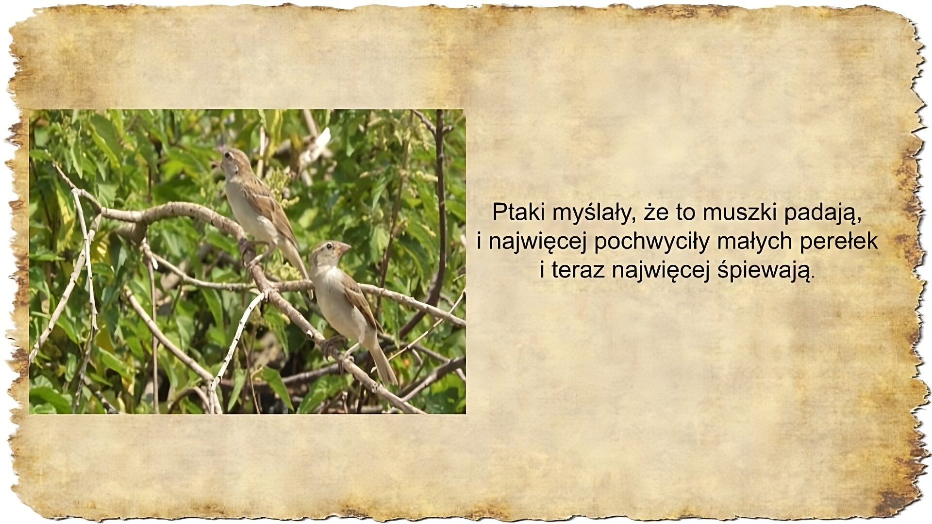 Po prawej stronie slajdu zamieszczony jest tekst: Ptaki myślały, że to muszki padają, i najwięcej pochwyciły małych perełek i teraz najwięcej śpiewają. Po lewej stronie slajdu umieszczona jest kolorowa fotografia przedstawiająca dwa małe beżowo upierzone ptaszki o czarnych oczkach, siedzące na gałęzi drzewa. Jeden z nich ma otwarty dziób i wygląda, jakby śpiewał.