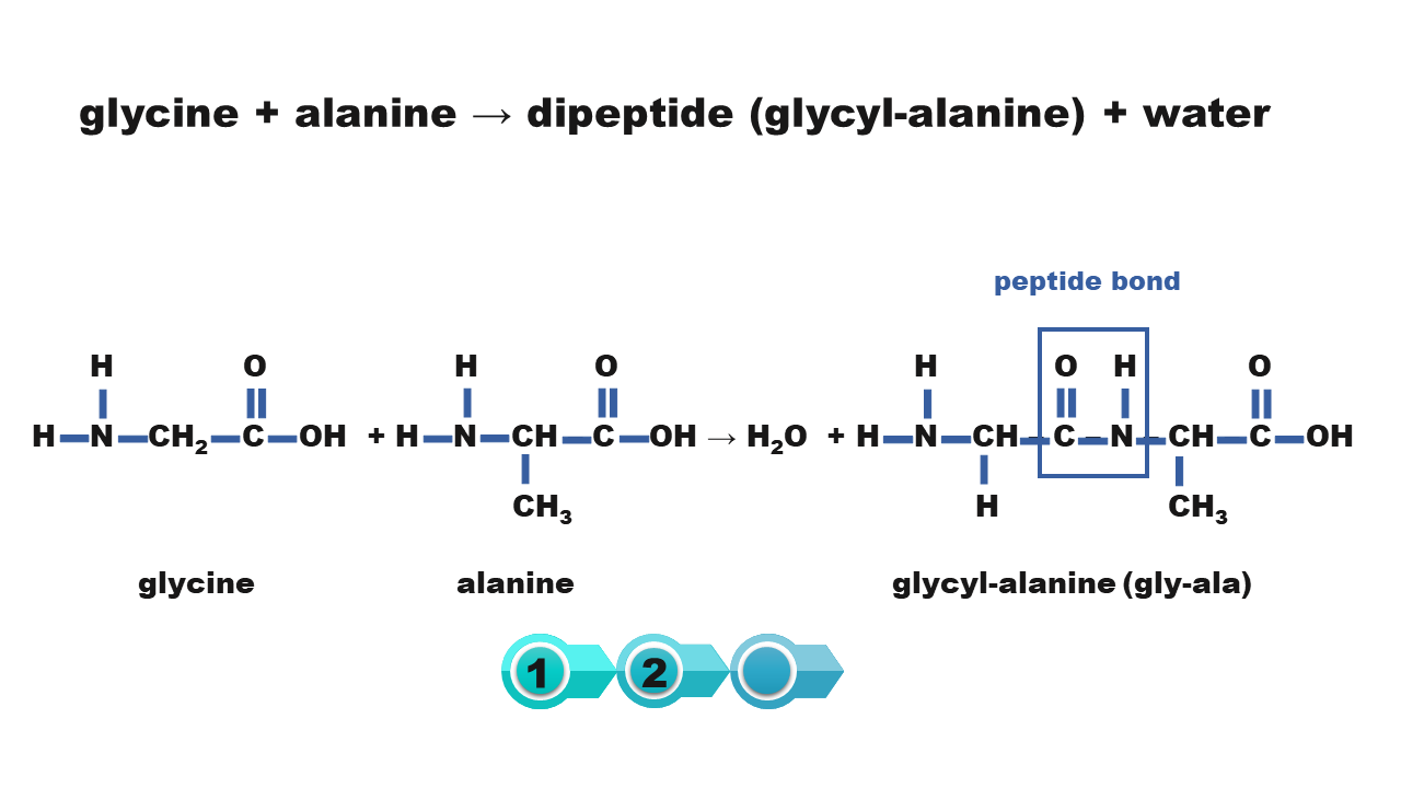 Glicyna, glicyne plus alanina, alanine strzałka w prawo dipeptide (glycyl-alanine), dipeptyd (glicyloalanina) plus woda