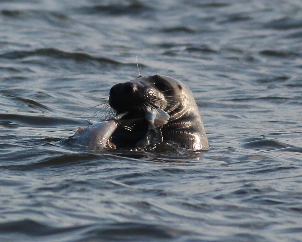 Zdjęcie przedstawia fokę szarą pływającą w wodzie. Foka zjada rybę. Foka ma wrzecionowaty kształt tułowia, zwężającym się ku tyłowi. Przednie płetwy fok są krótkie. Pysk foki szarej ma charakterystyczny, wydłużony kształt a wokół nosa znajdują się liczne wąsy czuciowe. Ssaki te nie posiadają małżowiny usznej. 