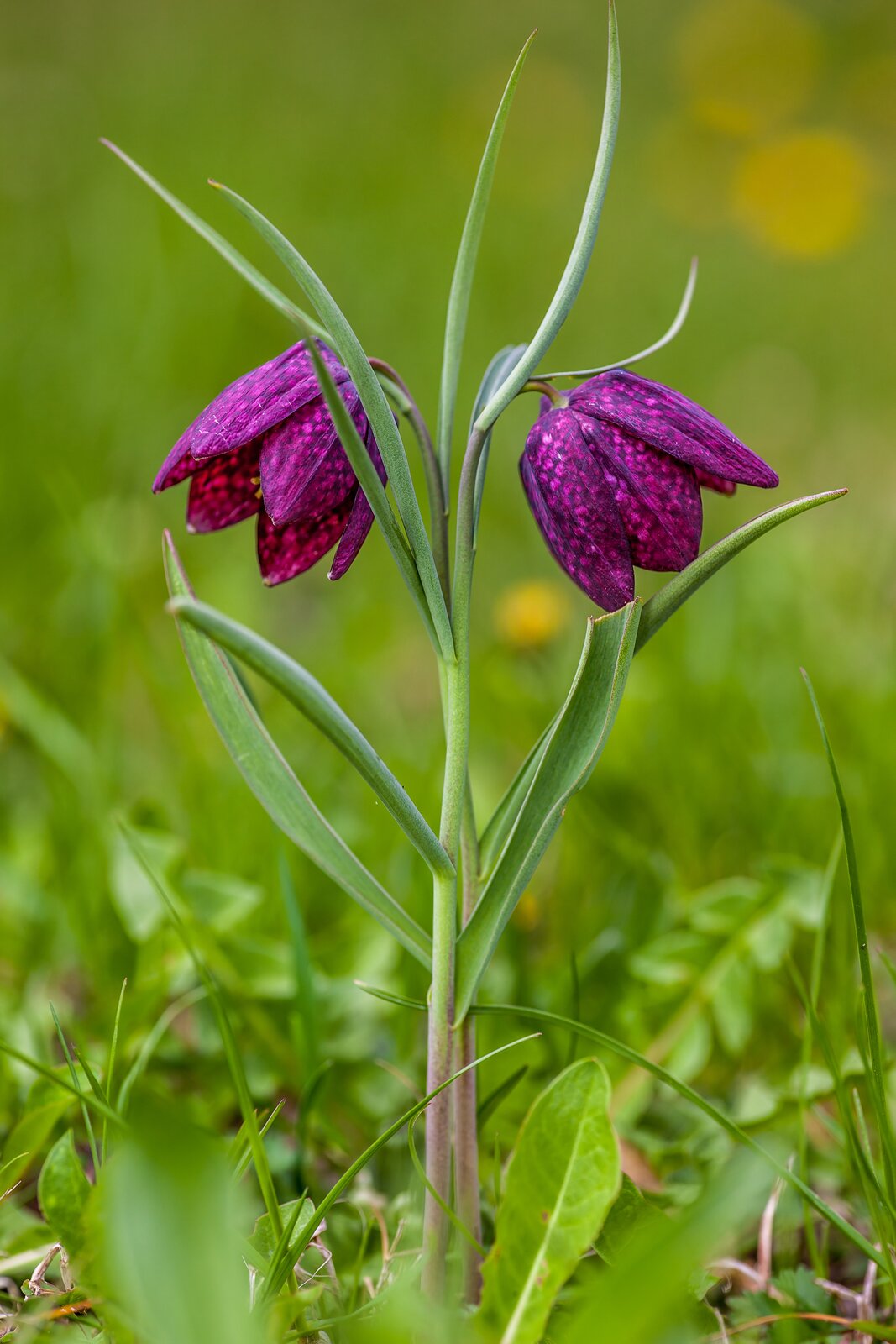 Fotografia przedstawia dwie kwitnące rośliny szachownicy kostkowatej. Na jej fioletowych płatkach znajduje się deseń z różowych kwadracików. Łodyżki są bladozielone, liście wąskie.