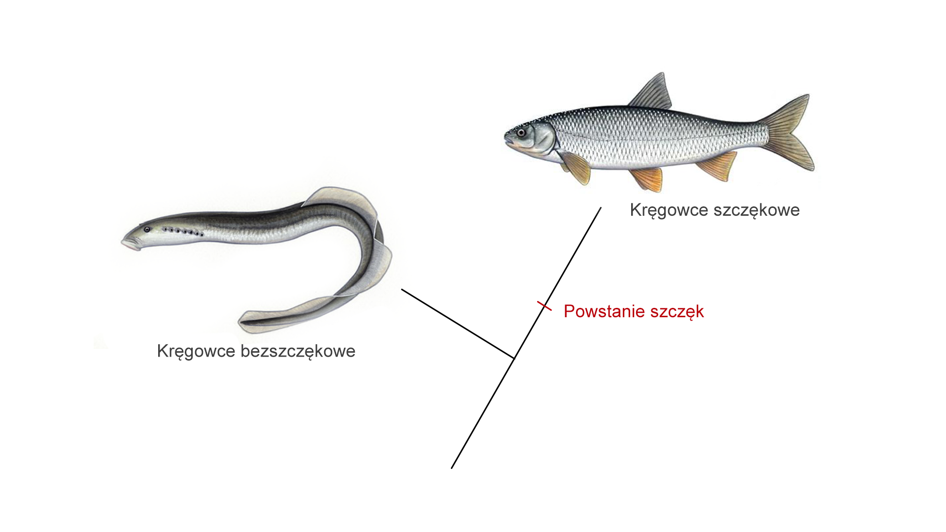 Schemat przedstawia moment powstania szczęk u kręgowców. Widać linię, która rozgałęzia się na dwie odnogi. Pierwsza odnoga biegnie do kręgowców bezszczękowych. Mają one wydłużone ciało z płetwą ciągnącą się przez grzbiet do ogona. Otwór gębowy jest okrągły, za głową widać siedem otworów skrzelowych. Druga odnoga biegnie do kręgowca szczękowego. W połowie tej linii znajduje się kreska podpisana jako powstanie szczęk. Przykładem kręgowca szczękowego jest ryba. Jest ona bocznie spłaszczona, posiada płetwę grzbietową, ogonową, odbytową, brzuszne i piersiowe. Otwór gębowy jest zamknięty. Skrzela są schowane.