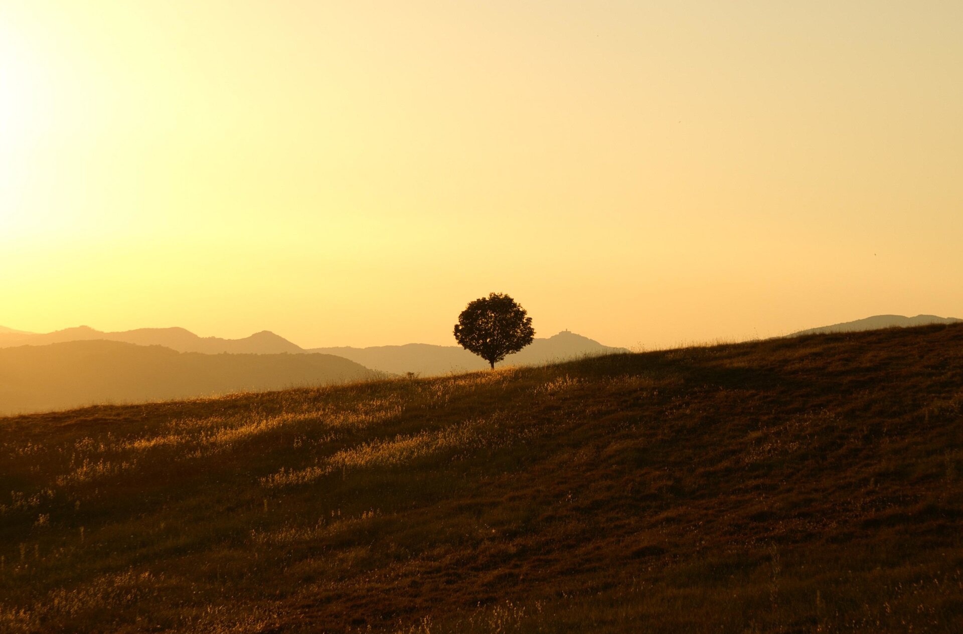 Zdjęcie przedstawia krajobraz. Ukazane są niewysokie pagórki porośnięte trawą. Na środku pagórka najbliższego widzowi znajduje się drzewo do duża koroną. Światło jest rozproszone. Zachodzi słońce. Niebo jest w kolorach żółci i delikatnego różu.