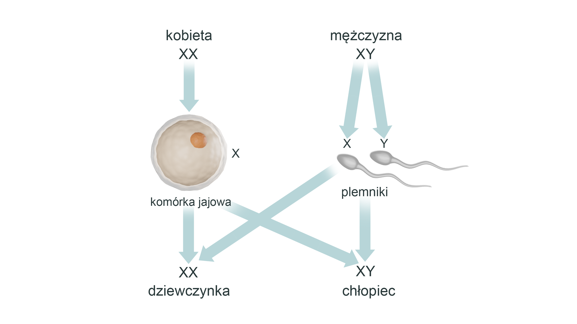 Ilustracja przedstawia dziedziczenie chromosomów płci u człowieka. Na schemacie w górnej części jest napis kobieta, pod spodem jest zapis XX pisany dużymi literami. Obok jest napis: mężczyzna z zapisem XY dużymi literami. Od kobiety strzałka w dół do kulistej komórki jajowej. Przy komórce jest litera X. U mężczyzny strzałki w dół do dwóch plemników. Przy jednym jest litera X, przy drugim litera Y. Od komórki jajowej strzałka w dół do zapisu duże X duże X, dziewczynka. Od plemników strzałki w dół do zapisu: XY, chłopiec. U dziewczynki jeden X pochodzi od matki, drugi od ojca. W przypadku chłopca X pochodzi od matki, Y od ojca. 