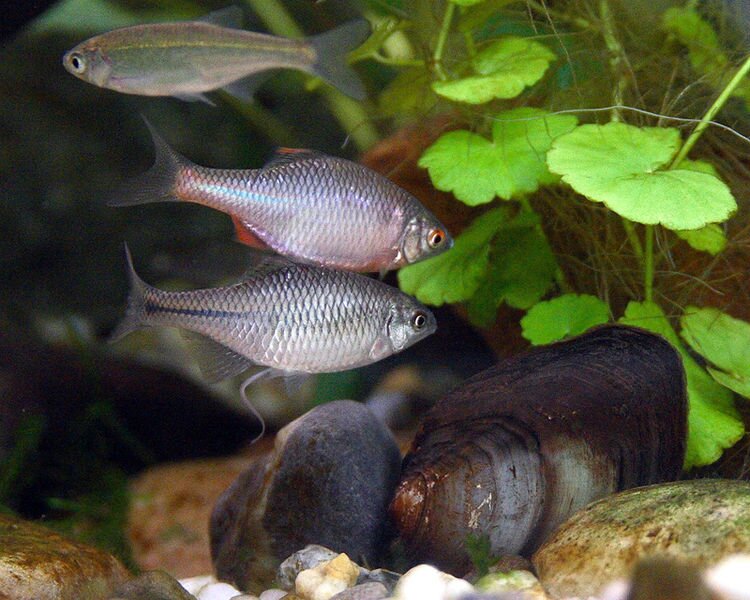 Zdjęcie przedstawia płynące ryby. Mają szarosrebrzyste łuski. Pod nimi znajdują się małże oraz kamienie. Obok są zielone rośliny.