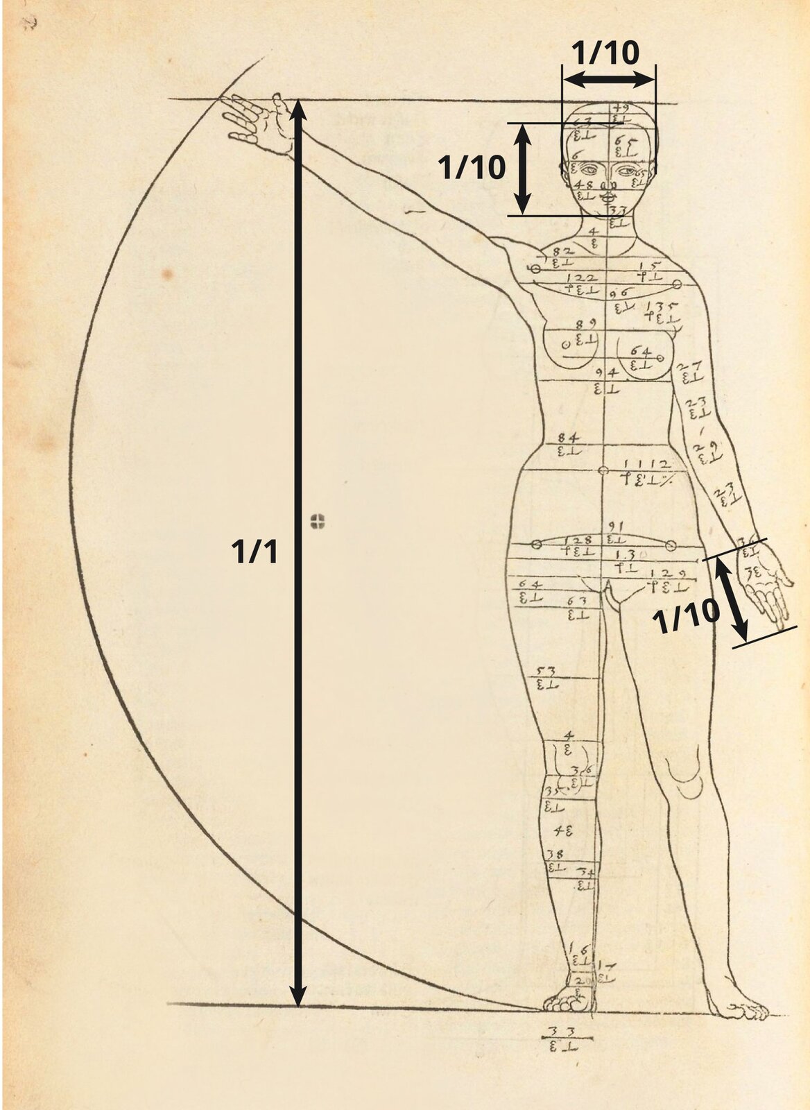 Ilustracja „Studium proporcjonalne kobiety, widok od przodu” przedstawia rysunek kobiety na beżowym tle. Z lewej strony obecny jest gruby łuk, przecięty u góry horyzontalną linią. Na dole łuk łączy się z drugą horyzontalną linią. W środku, z prawej strony, znajduje się rysunek nagiej kobiety. Jej prawa dłoń jest uniesiona, dotykając miejsca, w którym kreska przecina łuk. Jej stopy spoczywają na dolnej kresce. Sylwetka postaci podzielona jest poziomymi liniami, przechodzącymi przez jej szerokość, podpisanymi cyframi oraz symbolami, opisującymi proporcje i miejsca rysunku poszczególnych części ciała. Na ilustrację zostały naniesione cztery strzałki. Jedna dłuższa obejmująca obszar od podstawy stopy do czubka głowy oraz trzy krótsze - od linii włosów do szczęki, jedna obejmująca szerokość głowy, oraz jedna obejmująca długość dłoni. Przy dłuższej widnieje wartość 1/1 a przy krótszych 1/10 co oznacza,  że wskazany odcinek stanowi 1/10 całości rysunku człowieka.