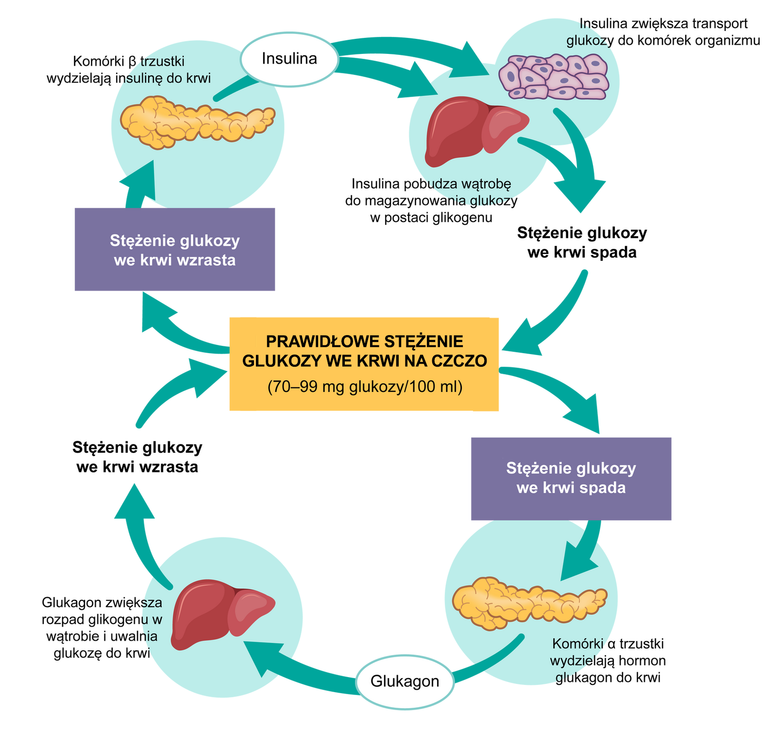 Schemat przedstawia proces utrzymania odpowiedniego stężenia glukozy we krwi. Na środku w żółtej ramce jest napis. Prawidłowe stężenie glukozy we krwi. 70–99 miligramów glukozy na 100 mililitrów. Nad i pod ramką narysowane są koliste schematy ze strzałkami. Ten na górze przedstawia proces utrzymania odpowiedniego stężenia glukozy we krwi w przypadku jej wzrostu, a ten dole w przypadku jej spadku. Górny proces przedstawia się następująco. 1. Stężenie glukozy we krwi wzrasta (tak jak po jedzeniu). 2. Komórki B trzustki wydzielają insulinę do krwi. Obok narysowana jest trzustka. Ma podłużny, nieregularny kształt i żółty kolor. 3. Pod wpływem insuliny zwiększa się transport glukozy do komórek organizmu. Obok narysowane są jasnoróżowe komórki. Pod wpływem insuliny wątroba zostaje pobudzona do magazynowania glukozy w postaci glikogenu. Obok narysowana jest wątroba. 4. Stężenie glukozy we krwi spada. Stężenie glukozy we krwi jest ponownie prawidłowe. Dolny proces przedstawia się następująco. 1. Stężenie glukozy we krwi spada (tak jak po głodzie). 2. Komórki A trzustki wydzielają glukagon do krwi. Obok jest narysowana trzustka. 3. Pod wpływem glukagonu zwiększa się rozpad glikogenu w wątrobie i uwalnianie glukozy do krwi oraz zmniejsza się pobieranie glukozy przez komórki. Obok narysowana jest wątroba. 4. Stężenie glukozy we krwi wzrasta. Stężenie glukozy we krwi jest ponownie prawidłowe.