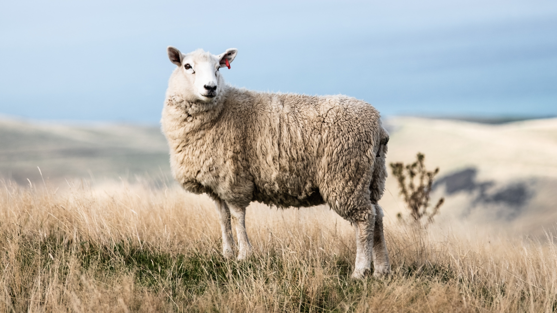 Zdjęcie przedstawia jedną owcę na tle pagórków. Wzrok owcy skierowany jest w naszą stronę.