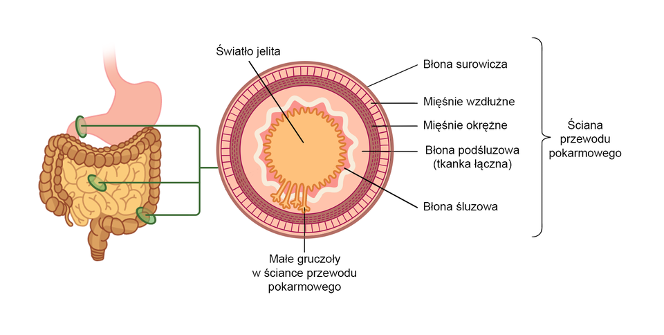 Ilustracja przedstawia budowę ścian poszczególnych odcinków przewodu pokarmowego. Na pierwszym rysunku znajduje się Żołądek, Jelito cienkie oraz Jelito Grube. Obok znajduje się zbliżenie na przekrój poprzeczny ściany przewodu pokarmowego. Ściana przewodu pokarmowego składa się z najbardziej zewnętrznej warstwy, błony surowiczej. Kolejna warstwa to mięśnie wzdłużne, dalej mięśnie okrężne, dalej błona podśluzowa (tkanka łączna). Błona podśluzowa otacza błonę śluzową. Błona śluzowa w przekroju ma kształt okręgu o pofałdowanej krawędzi. W jej wnętrzu znajduje się światło jelita. Po jednej ze stron światła jelita znajdują się małe wypustki, to gruczoły w ściance przewodu pokarmowego.