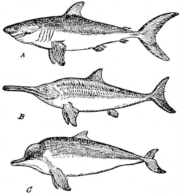 Rycina przedstawia porównanie kształtu ciała rekina, ichtiozaura oraz delfina. Wszystkie te gatunki mają podłużne ciało, pojedynczą płetwę grzbietową oraz dwie płetwy piersiowe. Ponadto u rekina oraz ichtiozaura występują płetwy brzuszne. Gatunki te różnią się wielkością płetw ogonowych. U rekina jest ona największa, u ichtiozaura średnia, natomiast u delfina dość drobna. Ponadto różnią się one budową głowy. U rekina jest ona prosta, z wysuniętym do przodu pyskiem. Pysk ichtiozaura jest długi i spłaszczony, natomiast u delfina jest on krótki, ale również spłaszczony. 