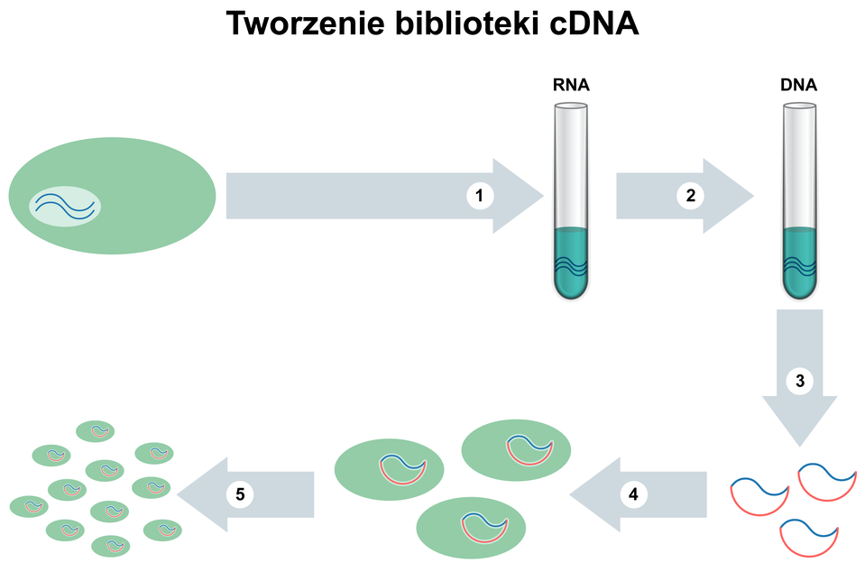 Ilustracja przedstawia tworzenie biblioteki cDNA. W pierwszym etapie na ilustracji w zielonym owalu jest mały jasnozielony owal z dwiema równoległymi liniami falistymi. Strzałka w prawo. Na strzałce cyfra 1. Strzałka prowadzi do probówki z napisem RNA. W probówce jest zielony roztwór z dwiema falistymi liniami. Strzałka z napisem 2 do probówki oznaczonej jako DNA z zielonym roztworem, w którym są dwie faliste równoległe linie. Strzałka z numerem 3 do trzech czerwono‑niebieskich kształtów. Od nich strzałka z numerem 4 do trzech wspomnianych kształtów umieszczonych w zielonych owalach. Strzałka z numerem 5 do dużej ilości zielonych owali zawierających niebiesko‑czerwone elementy.  