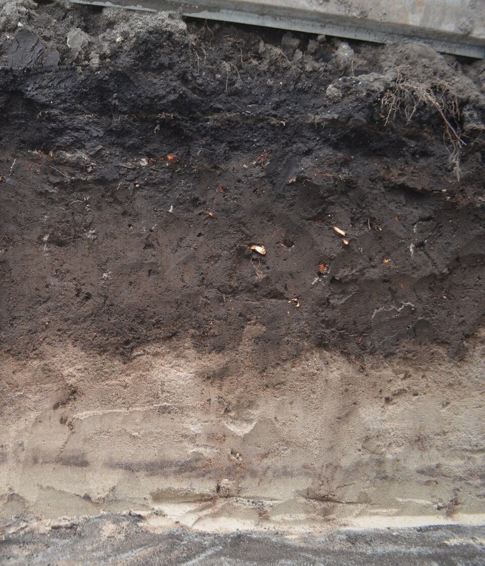 Na zdjęciu znajduje się profil glebowy. pierwsza, górna warstwa ma kolor szary na powierzchni, dalej czarny., jest dość ziarnista. Pod nią jest bardziej zwarta warstwa ciemnobrązowa.  Niżej - poziom ziemi kremowej, piaskowej. Pod nią warstwa szara.