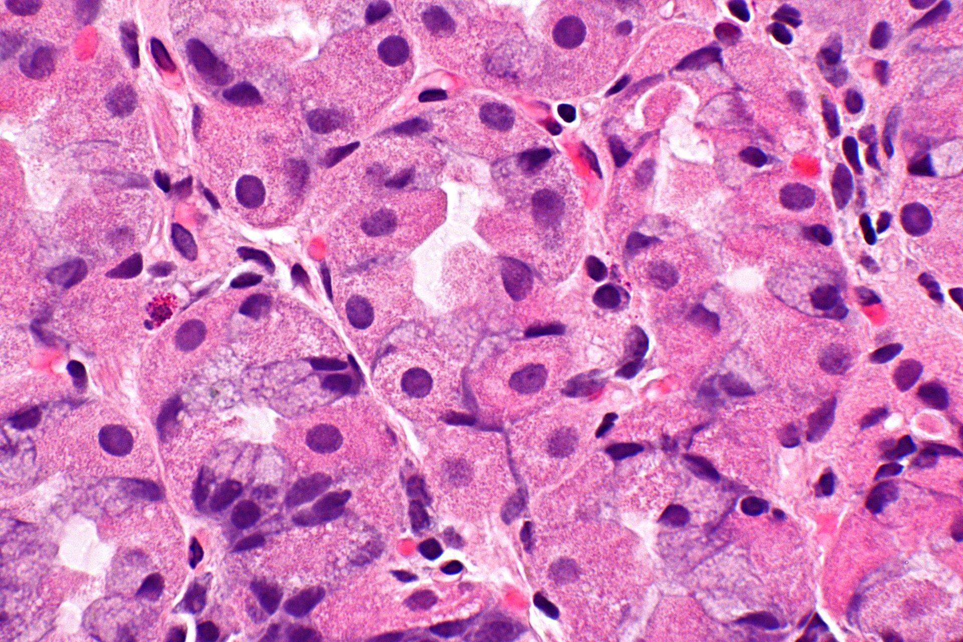 Zdjęcie przedstawia zbliżenie na komórki wchodzące w skład tkanki budującej żołądek. Kolorystyka zdjęcia jest różowo‑fioletowa. Komórki są ułożone jedna przy drugiej i tworzą sieć.