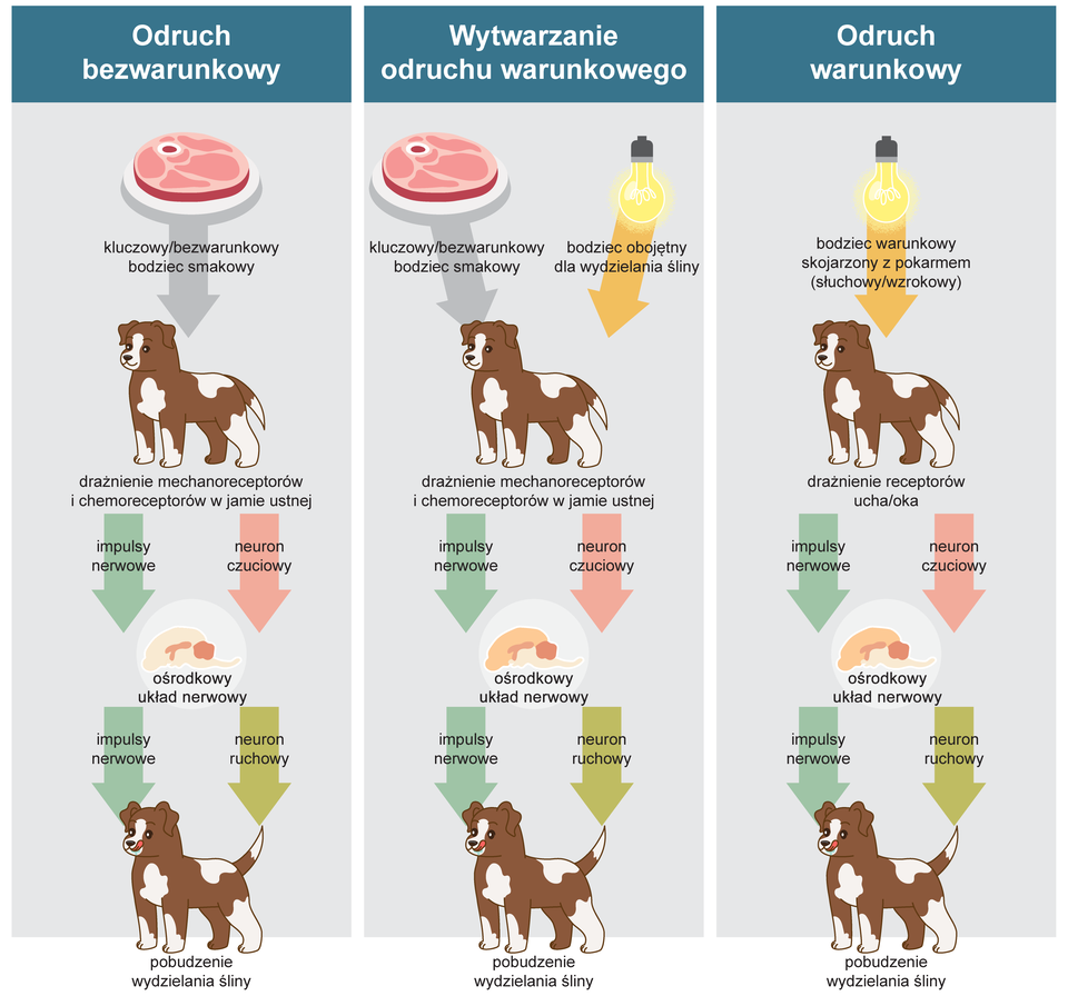 Schemat przedstawia powstawanie odruchu warunkowego na przykładzie psa. Pierwsza kolumna schematu przedstawia powstawanie odruchu bezwarunkowego. Na górze kolumny znajduje się plaster szynki leżącej na talerzu. Jest to kluczowy i bezwarunkowy bodziec smakowy. Działa on na zmysły psa, którego postać znajduje się pod spodem. Zwierzę ma kolor brązowy w białe łatki, ma okrągłą głowę z niewielkim pyszczkiem, parą uszu i oczu, krótki tułów z ogonem oraz dwiema parami kończyn. Pod wpływem bodźca zachodzi u niego drażnienie mechanoreceptorów i chemoreceptorów w jamie ustnej. Poniżej znajdują się dwie strzałki prowadzące w dół. Na jednej z nich widnieje napis: impulsy nerwowe, a na drugiej: neuron czuciowy. Przekazywane one są do ośrodkowego układu nerwowego wyobrażonego za pomocą schematycznie przedstawionego mózgu. Poniżej znajdują się dwie kolejne strzałki prowadzące w dół. Na jednej z nich widnieje napis: impulsy nerwowe, a na drugiej: neuron ruchowy. U psa następuje pobudzenie wydzielania śliny.  Kolejna kolumna na schemacie przedstawia wytwarzanie odruchu warunkowego. Na psa działa kluczowy i bezwarunkowy bodziec smakowy, zilustrowany jako plaster szynki na talerzu oraz drugi bodziec obojętny dla wydzielania śliny – źródło światła. Pod spodem widnieje postać psa. Zachodzi u niego drażnieniem mechanoreceptorów i chemoreceptorów w jamie ustnej. Poniżej znajdują się dwie strzałki prowadzące w dół. Na jednej z nich widnieje napis: impulsy nerwowe, a na drugiej: neuron czuciowy. Przekazywane one są do ośrodkowego układu nerwowego wyobrażonego za pomocą schematycznie przedstawionego mózgu. Poniżej znajdują się dwie kolejne strzałki prowadzące w dół. Na jednej z nich widnieje napis: impulsy nerwowe, a na drugiej: neuron ruchowy. U psa następuje pobudzenie wydzielania śliny.  Trzecia, ostatnia kolumna schematu przedstawia działanie odruchu warunkowego. Na górze kolumny znajduje się źródło światła – zapalona żarówka. Symbolizuje ona bodziec warunkowy skojarzony z pokarmem. Może to być bodziec słuchowy lub wzrokowy. Działa on na psa, którego postać znajduje się pod spodem. Następuje u niego drażnienie receptorów ucha lub oka. Poniżej znajdują się dwie strzałki prowadzące w dół. Na jednej z nich widnieje napis: impulsy nerwowe, a na drugiej: neuron czuciowy. Przekazywane one są do ośrodkowego układu nerwowego wyobrażonego za pomocą schematycznie przedstawionego mózgu. Poniżej znajdują się dwie kolejne strzałki prowadzące w dół. Na jednej z nich widnieje napis: impulsy nerwowe, a na drugiej: neuron ruchowy. U psa następuje pobudzenie wydzielania śliny.