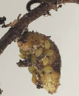Filoksera, amerykańska mszyca