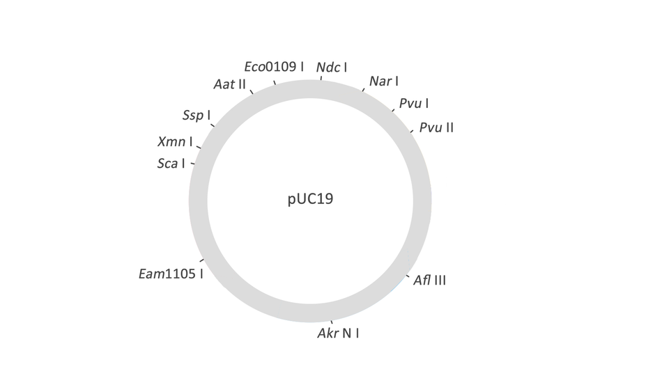 Schemat przedstawia przykładowy wektor plazmidowy pUC19. Ma on kształt pierścienia. W środku znajduje się napis pUC19. Na zewnątrz pierścienia znajdują się napisy: Ndc I, Eco0109 I, Aat II oraz Ssp I, Xmn I, Sca I, Eam1105 I, Akr N I oraz Afl III, Pvu II, Pvu I oraz Nar I. Są to nazwy enzymów, które przecinają plazmid we wskazanych miejscach.