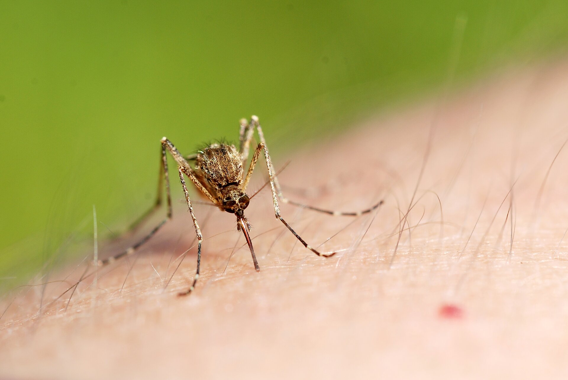 Na fotografii widoczny fragment odsłoniętej skóry człowieka, na której siedzi komar pijący krew.