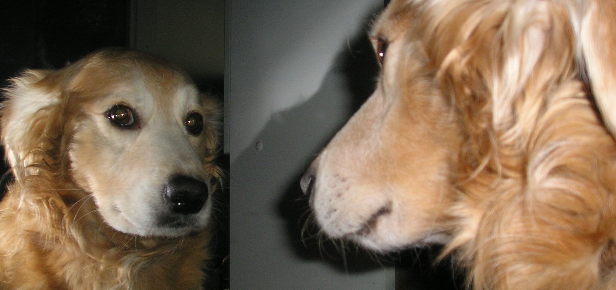 Pies patrzący w lustro Źródło: domena publiczna.