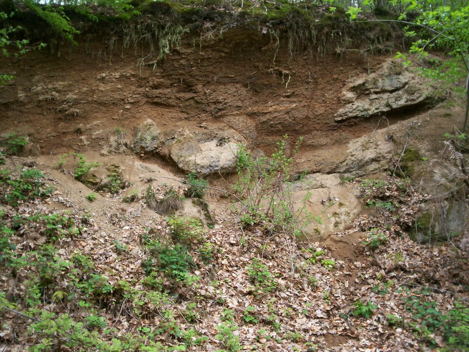 Na zdjęciu znajduje się przekrój gleby. Od góry widać fragmenty roślinności, odsłonięte systemy korzeniowe, następnie duża warstwa brązowej ziemi z kilkoma fragmentami szarej skały. Z przodu na fotografii leżą suche liście i rosną małe zielone rośliny.