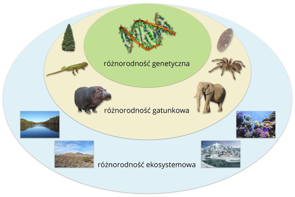 Ilustracja przedstawia trzy owale jeden w drugim. Najmniejszy owal, najbardziej wewnętrzny popisany jest: różnorodność genetyczna. Powyżej podpisu widać model DNA. W większym owalu znajdują się wizerunki różnych organizmów, na przykład słonia, hipopotama, jaszczurki, drzewa, i podpis: różnorodność gatunkowa. Największy owal reprezentuje różnorodność ekosystemową. Znajdują się tu fotografie różnych krajobrazów, na przykład morskiego, pustynnego, jeziornego, górskiego.