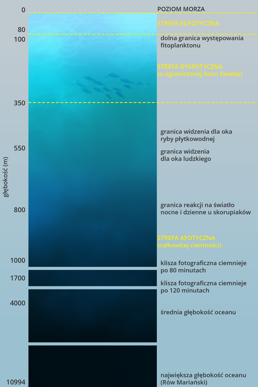 Ilustracja przedstawia w postaci pionowego pasa dostępność światła w oceanie na różnej głębokości. U góry żółta kreska oznacza poziom 0. Od niej w dół kolor błękitny do głębokości 80 m, gdzie żółta linia wskazuje dolną granicę występowania planktonu roślinnego. Barwa niebieska ciemnieje do kolejnej linii na głębokości 350 m, oznaczającej koniec strefy o ograniczonej ilości światła. Jest to strefa dysfotyczna. Na głębokości 550 m opisano granicę widzenia dla oka ryby płytkowodnej oraz granica widzenia dla oka ludzkiego, a na głębokości 800 m granicę reakcji skorupiaków na światło. Poniżej znajduje się strefa afotyczna, czyli strefa całkowitej ciemności. Na poniższych głębokościach zamieszczono informację, ile trzeba czasu na zaciemnienie kliszy fotograficznej. Klisza fotograficzna ciemnieje, czyli reaguje na światło na głębokości 1000 m po 80 minutach, a na głębokości 1700 m po 120 minutach. Niżej jest już całkowita ciemność. Zaznaczono 4 km jako średnią głębokość oceanu.