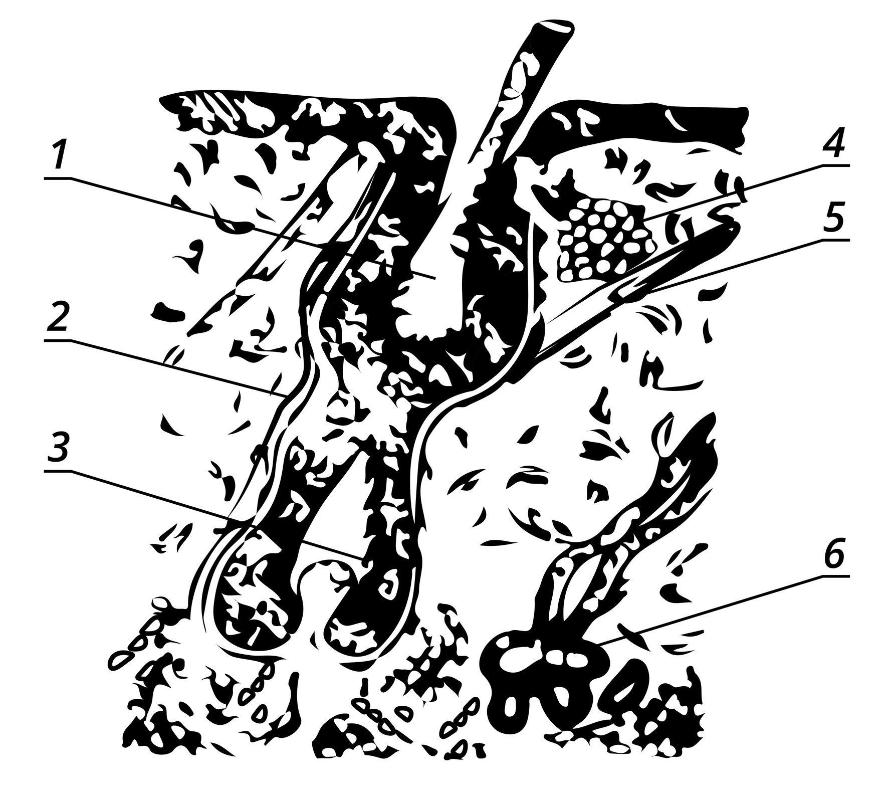 Na zdjęciu widoczny schemat budowy torebki włosowej, w której znajduje się wgłębienie z włosem. Od poszczególnych punktów odchodzą linie z numerami od jeden do sześć. Oznaczają one następujące elementy: stary wypadający włos, torebka włosowa, nowy wyrastający włos, gruczoły tłuszczowe, mięsień włosowy, gruczoły potowe.