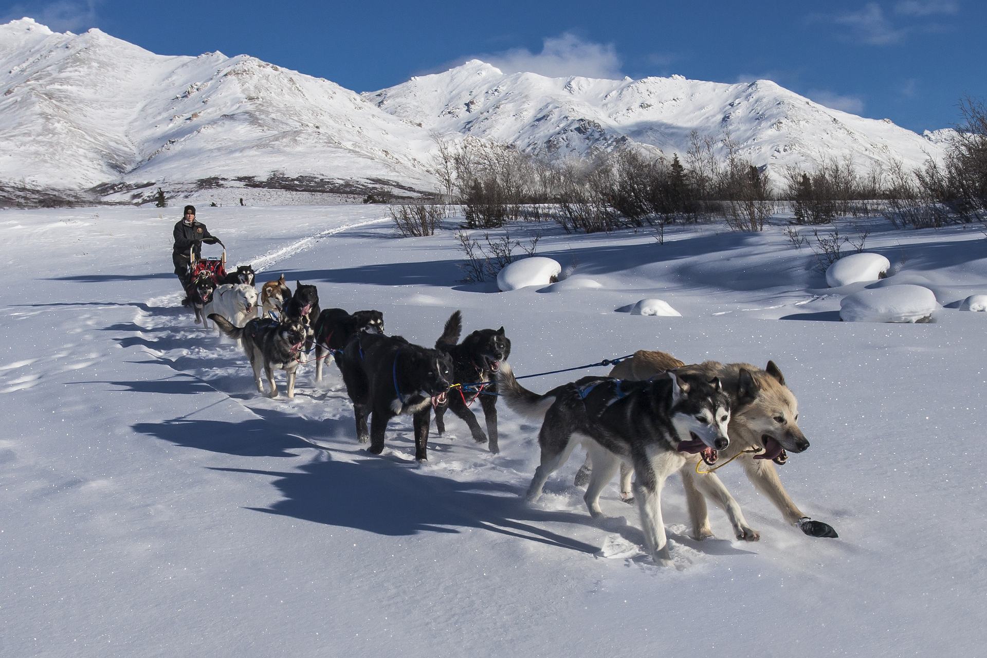 Fotografia przedstawia psi zaprzęg w zimowym pejzażu. Pięć par psów o różnym umaszczeniu ciągnie czerwonawe sanie, na których z tyłu stoi grubo ubrany człowiek w czapce. W tle ośnieżone góry.