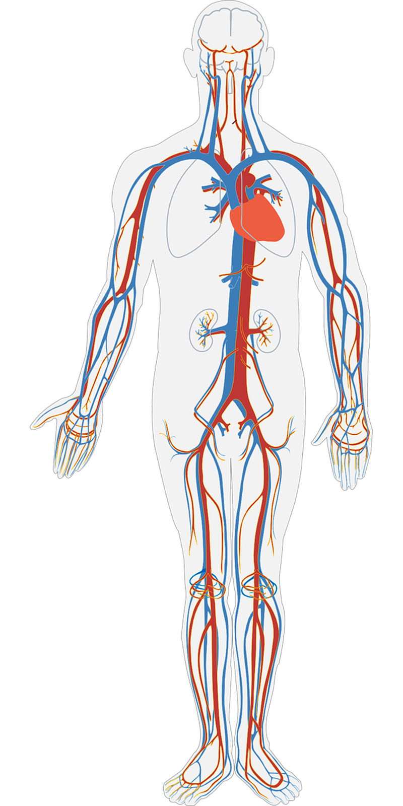 Rysunek przedstawia sylwetkę człowieka. Zaznaczony został układ żylny w ciele człowieka. Kolorem niebieskim zaznaczono główne żyły, kolorem czerwonym, tętnice. Tętnice o mniejszej średnicy niż aorta, za sprawą obecnych w ich ścianach warstw mięśni, regulują rozmieszczenie krwi w tkankach oraz wspomagają pracę serca, przepychając krew do dalszych odcinków naczyń. Krew powracająca do serca żyłami z obwodu ciała, w niektórych jego partiach transportowana jest do góry, np. krew płynąca do serca z kończyn dolnych. W tłoczeniu krwi w jedną stronę – ku sercu – pomagają zastawki żylne, siła ssąca przedsionków oraz mięśnie międzyżebrowe podczas wdechu. Układ żylny składa się z żył, które odprowadzają krew z naczyń włosowatych do przedsionków serca. Jest układ niskociśnieniowym o małym oporze i dużej podatności. Naczynia żylne są około 20 razy bardziej podatne niż tętnice. Ze względu na większą średnicę krew w żyłach płynie wolniej oraz przeciwnie do działania siły ciężkości. Dlatego posiadają zastawki, które uniemożliwiają cofanie się krwi. Przepływ krwi możliwy jest również dzięki pompie mięśniowej mięśni szkieletowych. Żyły krążenia płucnego (małego) odprowadzają obustronnie krew z wnęk płuc i uchodzą do lewego przedsionka serca poniżej przebiegu tętnic płucnych. Z każdej wnęki biegną dwie żyły płucne górna i dolna. Prowadzą one utlenowaną w płucach krew i nie mają zastawek. W większości przypadków żyły towarzyszą tętnicom. Krew spływa do serca przez żyłę główną górną, która powstaje z połączenia dwóch żył ramienno‑głowowych, a te z kolei z połączenia żył podobojczykowych i szyjnych oraz żyłę główną dolną biegnącą na tylnej ścianie tułowia po prawej stronie od kręgosłupa. Żyła główna dolna powstaje z połączenia żył biodrowych wspólnych. Układ żylny kończyn dolnych, składa się z żył powierzchownych, głębokich i łączących. W żyłach głębokich znajduje się 90 % powrotu żylnego kończyn dolnych, towarzyszą one tętnicom. Żyły powierzchowne uchodzą do żyły odpiszczelowej mieszczącej się po przyśrodkowej stronie kończyny dolnej i żyły odstrzałkowej. Żyła odpiszczelowa uchodzi do żyły udowej w okolicy pachwinowej, natomiast odstrzałkowa do żyły podkolanowej. Odmiennością jest też obecność układu wrotnego. To układ żylny przechodzącego w sieć naczyń włosowatych. W przypadku układu wrotnego wątroby jest to szczególnie żyła wrotna wątroby. Powstaje ona z połączenia żyły krezkowej górnej, żyły krezkowej dolnej oraz żyły śledzionowej. Ponadto na różnych wysokościach uchodzą do niej: żyła żołądkowa lewa, żyła żołądkowa prawa, żyła przedodźwiernikowa, żyła trzustkowo‑dwunastnicza górna tylna, żyła pęcherzykowa i żyła pępkowa. Obszar spływu krwi obejmuje cały przewód pokarmowy (od wpustu żołądka do odbytnicy). We wnęce wątroby żyła wrotna dzieli się na gałąź prawą i lewą, które następnie rozgałęziają się na coraz mniejsze naczynia włosowate. Z sieci naczyń włosowatych wątroby krew odpływa żyłami wątrobowymi do żyły głównej dolnej. Żyły układu wrotnego nie mają zastawek.
