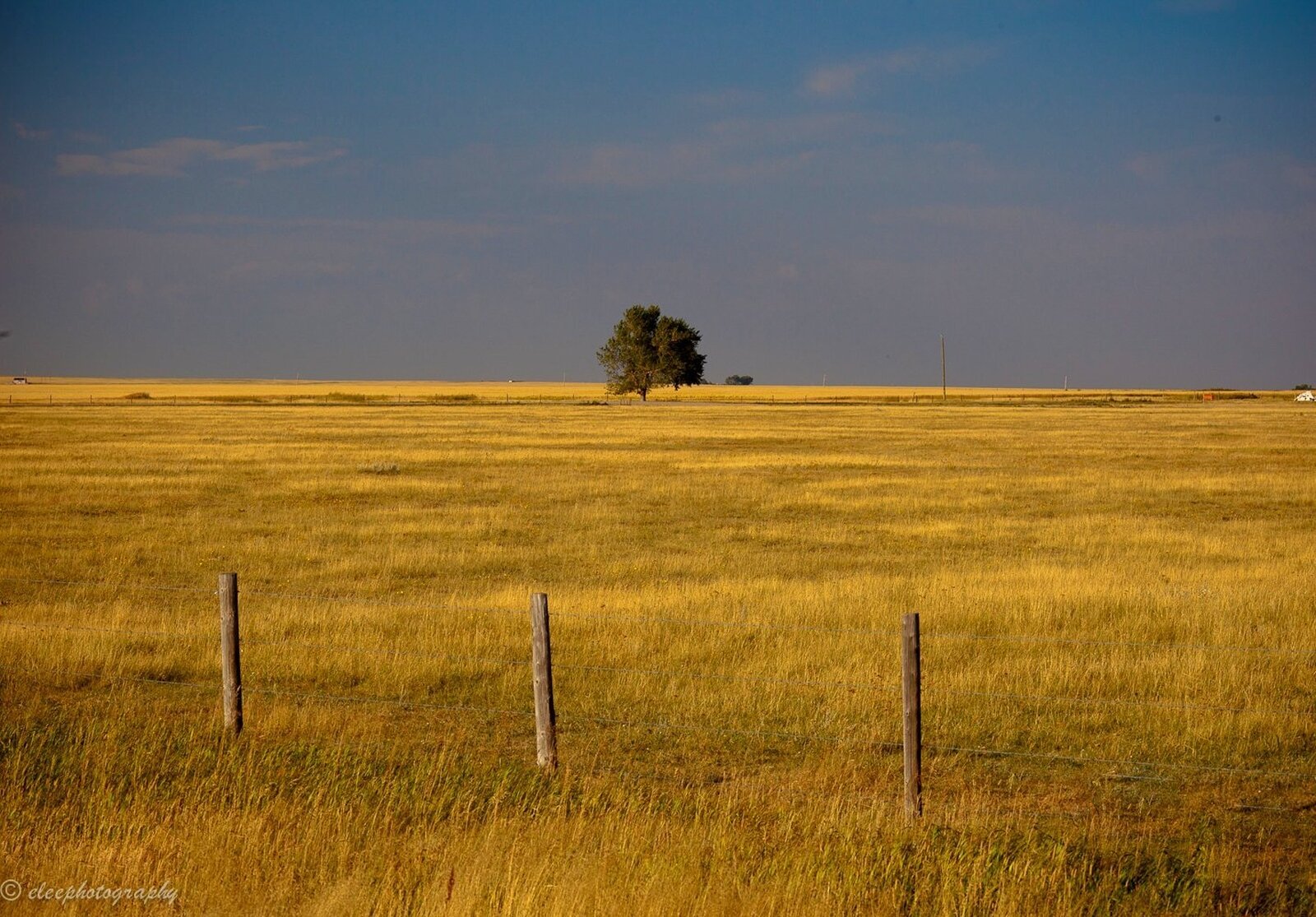 Na fotografii rozległe płaskie obszary trawiaste, ogrodzona siatką. Trawa koloru żółtego.  W centralnej części drzewo. 