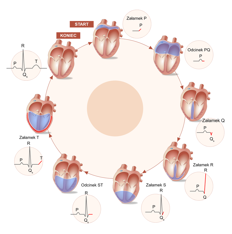 Ilustracja przedstawia przebieg impulsu przez tkanki serca powstałego w wyniku pracy układu bodźcotwórczo‑przewodzącego oraz odpowiadające mu fragmenty krzywej EKG. Kolejne stadia przedstawione są jedno za drugim, zgodnie z ruchem wskazówek zegara. Na pierwszym ze schematów serca, opisanym podpisem "START" impuls zaznaczony kolorem niebieskim powstaje w szczytowych częściach przedsionków serca, w węźle zatokowo‑przedsionkowym. Etap ten oznaczony jest załamkiem P na krzywej EKG. Na kolejnym schemacie serca impuls oznaczony kolorem niebieskim rozlewa się po ścianach przedsionków, towrzyszy temu powstanie odcinka PQ krzywej EKG. Kolejny schemat serca przedstawia impuls biegnący pęczkiem Hisa znajdującym się w przegrodzie międzykomorowej, czemu odpowiada powstanie załamka Q na krzywej EKG. Na kolejnym schemacie impuls włóknami Purkiniego rozprzestrzenia się w górę ścian komór serca, począwszy od ich dolnej części, co odpowiada załamkowi R na krzywej EKG. Kolejne dwa schematy serca przedstawiają rozprzestrzenianie się impulsu po ścianach komór, co na krzywej EKG oznaczone jest jako załamek S oraz odcinek ST. Na kolejnym schemacie serca impuls obejmuje już całe komory, a w ich ścianach rozpoczyna się repolaryzacja oznaczona kolorem czerwonym, co odpowiada załamkowi T na krzywej EKG. Na ostatnim, oznaczonym podpisem "KONIEC" schemacie, impuls zanika, by po chwili cały cykl przebiegł na nowo.