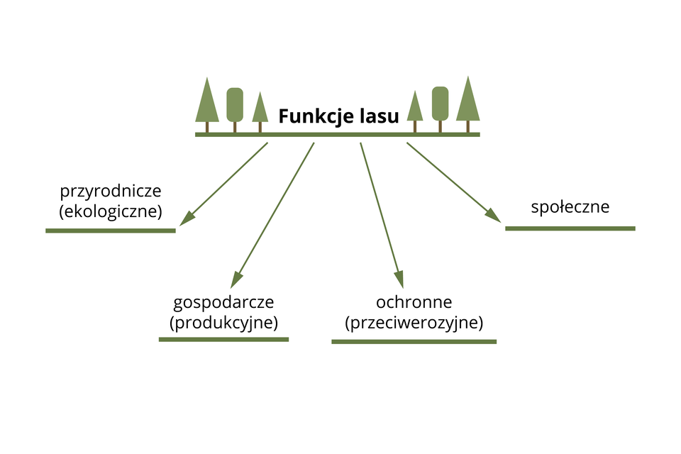 Schemat przedstawia funkcje lasu. Od napisu "funkcje lasu" wyprowadzono cztery strzałki do następujących nazw funkcji: przyrodnicze (czyli ekologiczne), gospodarcze (czyli produkcyjne), ochronne (czyli przeciwerozyjne) oraz społeczne.