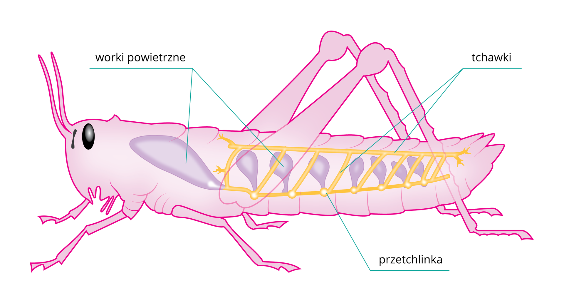 Ilustracja przestawia sylwetkę owada, na której narysowano żółtym kolorem tchawki o kształcie drabinki otwierające się na zewnątrz przetchlinkami. Z tchawkami łącza się worki powietrzne oznaczone kolorem fioletowym.