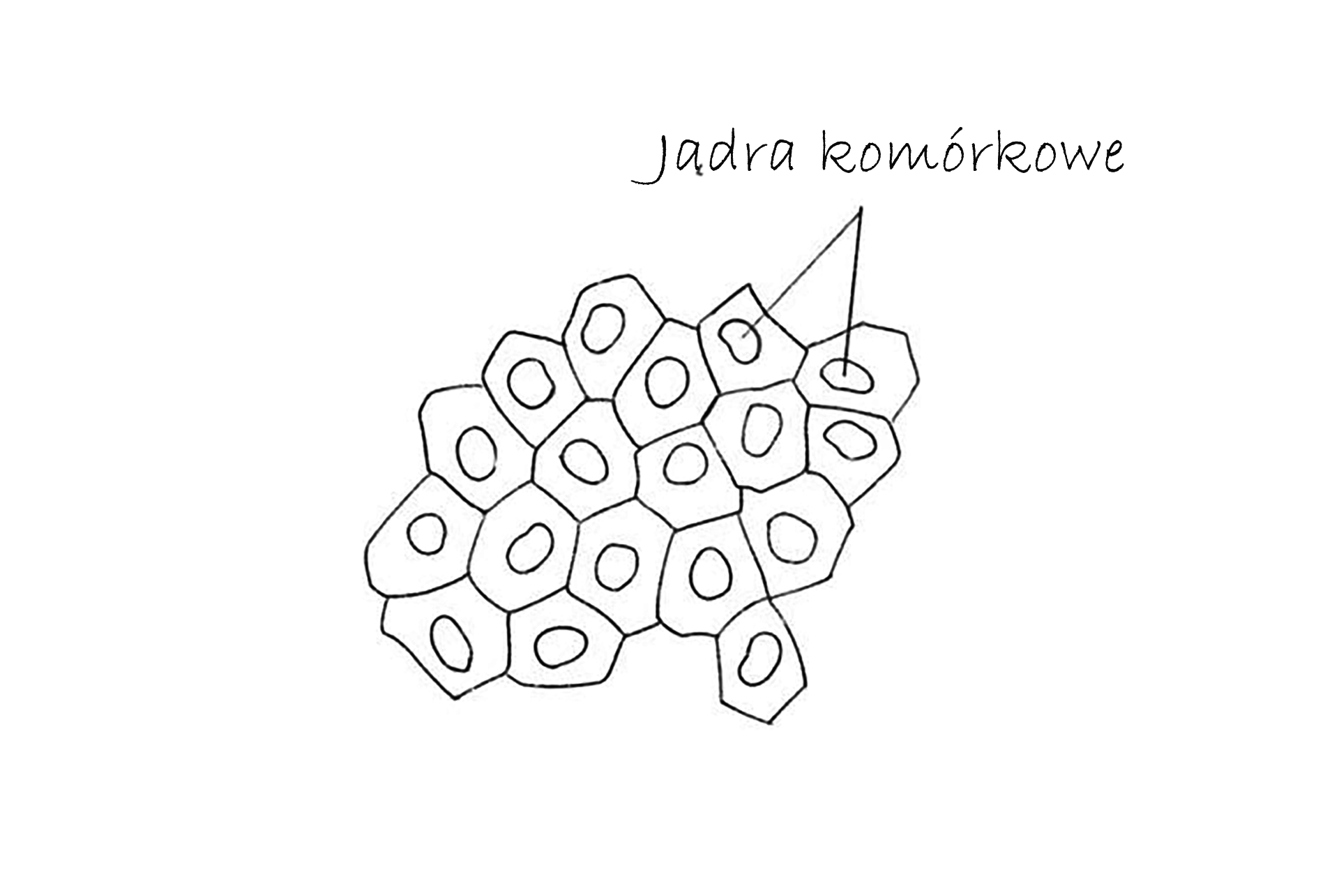 Rysunek preparatu tkanki nabłonkowej.