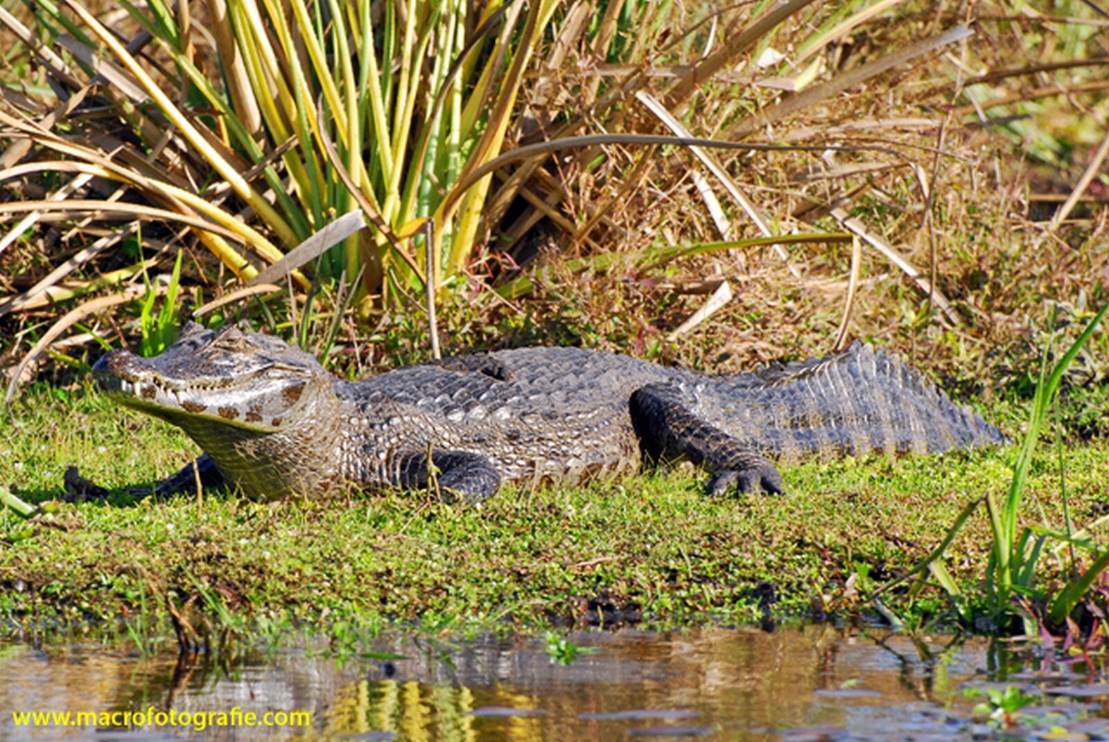 Na zdjęciu zwierzę przypominające krokodyla. Jego ciało pokryte jest szarymi łuskami. Ma długi ogon i cztery niewielkie łapy. 