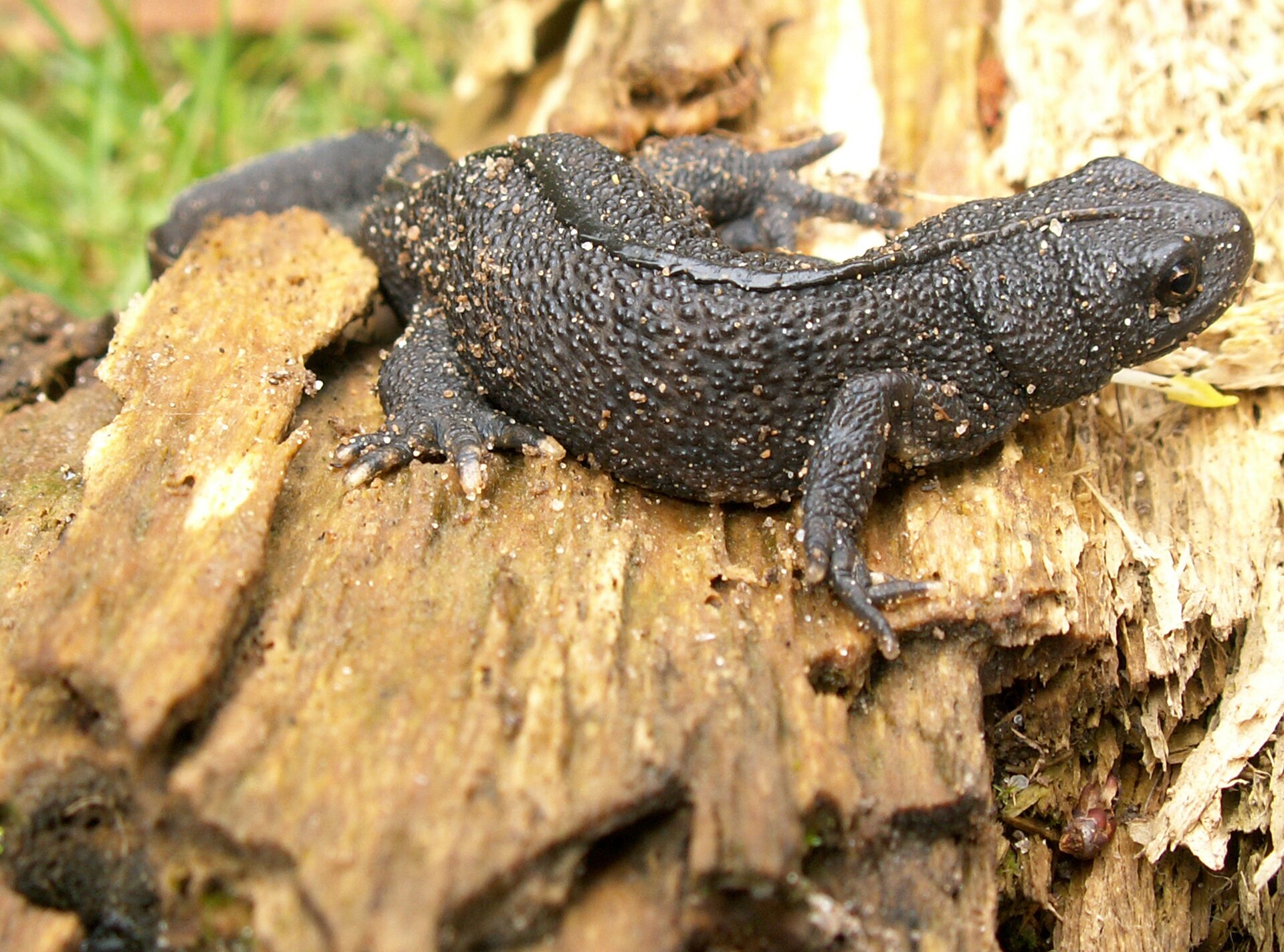 Zdjęcie dorosłej traszki. Zwierzę ma długie, smukłe ciało barwy czarnej. Na brzuchu widoczne żółte plamy. Na końcu ciała ogon długości równej długości tułowia. Wzdłuż grzbietu i ogona ciągnie się wyrostek w kształcie grzebienia. Na głowie duże czarne oczy. Tułów wyposażzony w dwie pary krótkich kończyn, z których każda ma cztery palce.