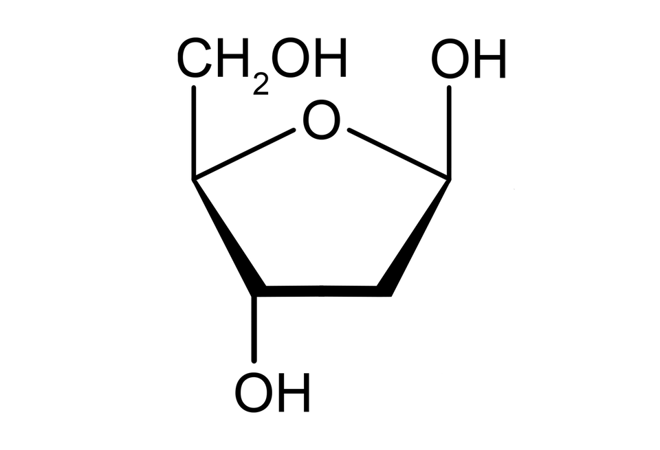 Ilustracja przedstawiająca wzór formy cyklicznej deoksyrybozy zbudowanej z pięcioczłonowego pierścienia, który stanowią cztery atomy węgla i jeden tlenu, numeracja atomów zgodna z ruchem wskazówek zegara. Węgiel C jeden wbudowany jest w pierścień i podstawiony grupą hydroksylową O H odchodzącą do góry, przed płaszczyznę. Łączy się on z budującym pierścień atomem węgla C dwa podstawionym dwoma atomami wodoru. Od węgla C trzy do dołu, za płaszczyznę odchodzi grupa hydroksylowa O H. Z kolei atom węgla C cztery połączony jest z atomem tlenu, który to związany jest z atomem węgla C jeden, co zamyka pięcioczłonowy pierścień. Ponadto od węgla C cztery odchodzi do góry, przed płaszczyznę grupa C H indeks dolny, dwa, koniec indeksu dolnego, O H.