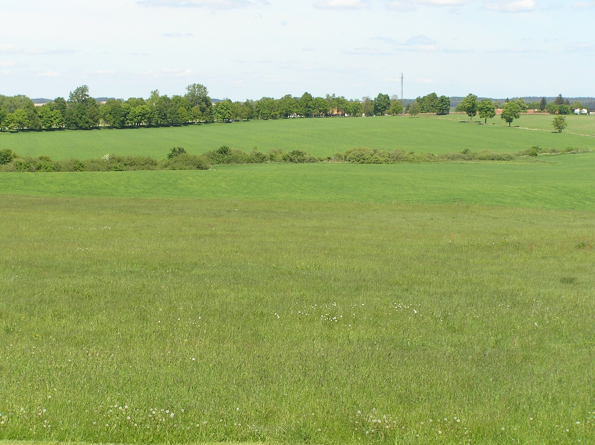 Zdjęcie przedstawia porośnięte trawą pole, na którym odbyła się w 1410 r. bitwa pod Grunwaldem. Nieco dalej widoczne są zielone zarośla, zaś w tle drzewa i błękitne niebo.