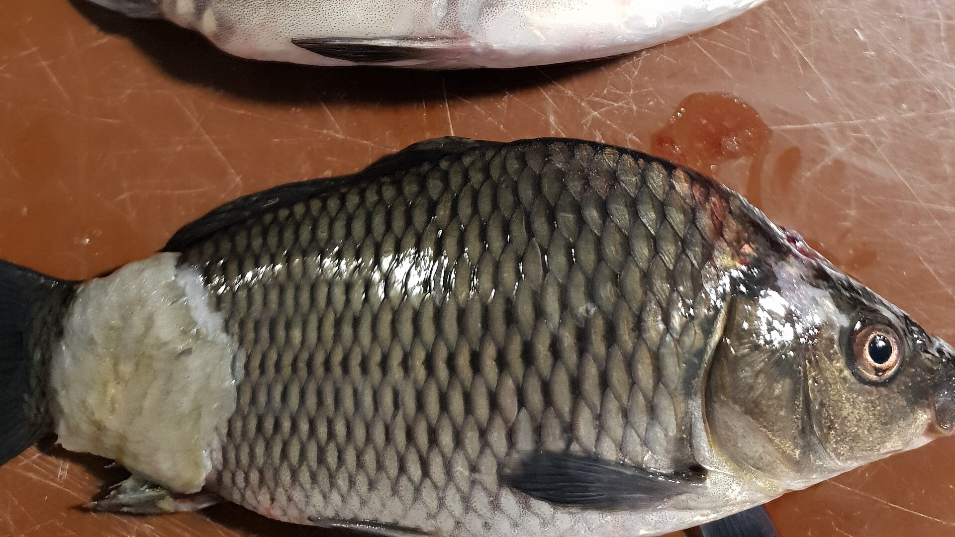 Na zdjęciu widoczna jest ryba z objawami pleśniawki. Na skórze przed ogonem widoczny jest duży biały nalot.