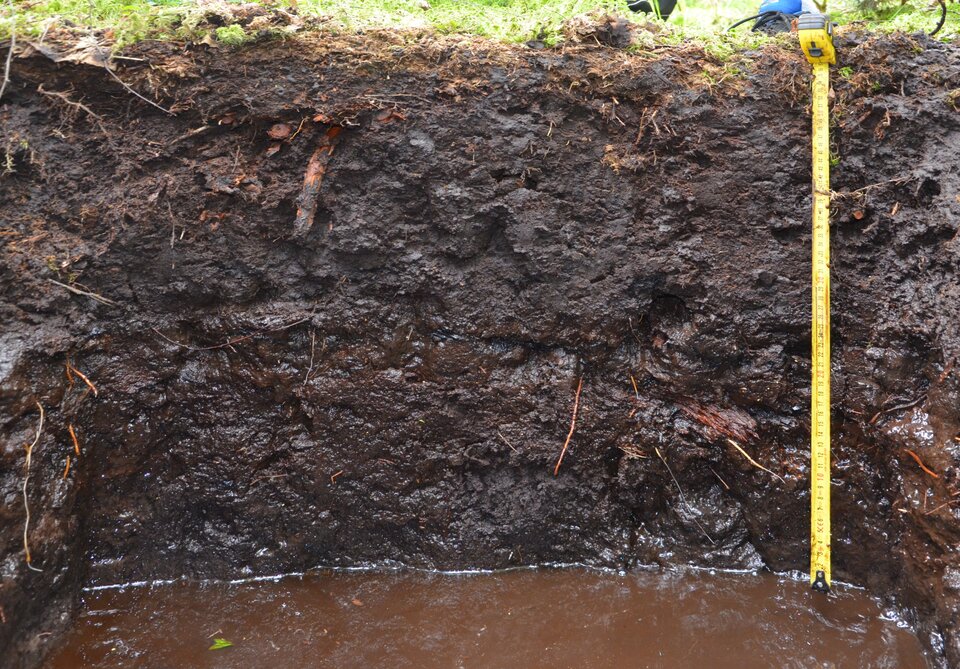 Zdjęcie przedsatwaia profil glebowy gleby torfowej. Gleba ta jest wilgotna, niezbita, w kolorze ciemnej czekolady. Do połowy głębokości od góry jest bardziej przesuszona, dalej widocznie wilgotna. Na dnie wykopy stoi woda w kolorze czekoladowym.