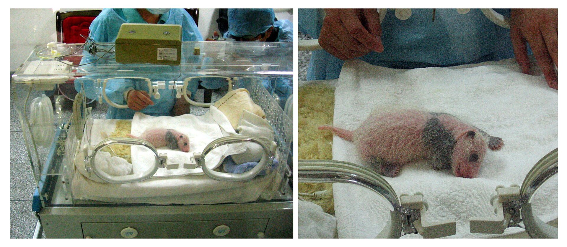 Fotografia z lewej przedstawia noworodka pandy wielkiej w szarym inkubatorze. Różowe z szarymi plamami zwierzątko leży na białym podkładzie. Z tyłu stoją ludzie w błękitnych fartuchach. Fotografia z prawej to zbliżenie małej pandy, żeby ukazać pokrycie jej ciała białymi, rzadkimi włosami.