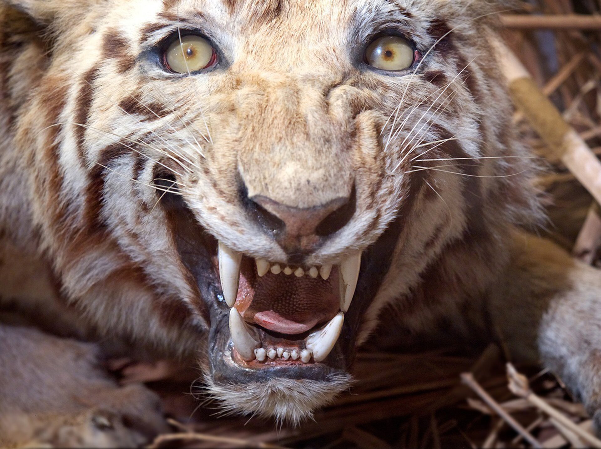 Na planszy widoczna jest duża, okrągła głowa pomarańczowo‑biało‑brązowego tygrysa. Ma on okrągłe, żółte oczy, trójkątny, różowy nos i otwartą jamę gębowa z widocznymi dużymi, białymi kłami oraz zaokrąglonym, różowym językiem.