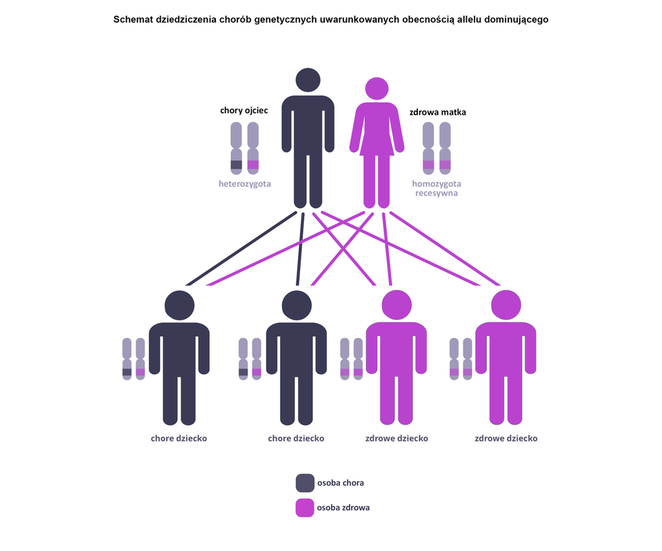 Schemat przedstawia dziedziczenie chorób genetycznych uwarunkowanych obecnością allelu dominującego. Na górze schematu przedstawiono schematyczne postacie chorego ojca z jednym genem zdrowym, drugim wadliwym (heterozygota) i zdrowej matki z dwoma genami zdrowymi (homozygota recesywna). Gen zdrowy oznaczono kolorem fioletowym, gen chory kolorem czarnym. Pod spodem przedstawiono kombinacje dotyczące stanu zdrowia dzieci mogących urodzić się z tego związku. Pierwsza postać z lewej odziedziczyła jedne gen zdrowy, drugi chory i jest chora, druga podobnie (gen czarny i fioletowy). Dwie kolejne postaci odziedziczyły po rodzicach fioletowe geny i są zdrowe.  