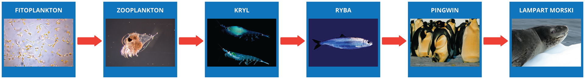 Schemat prezdstawia łańcuch pokarmowy: fitoplankton  zooplankton  kryl  ryba  pingwin  lampart morski