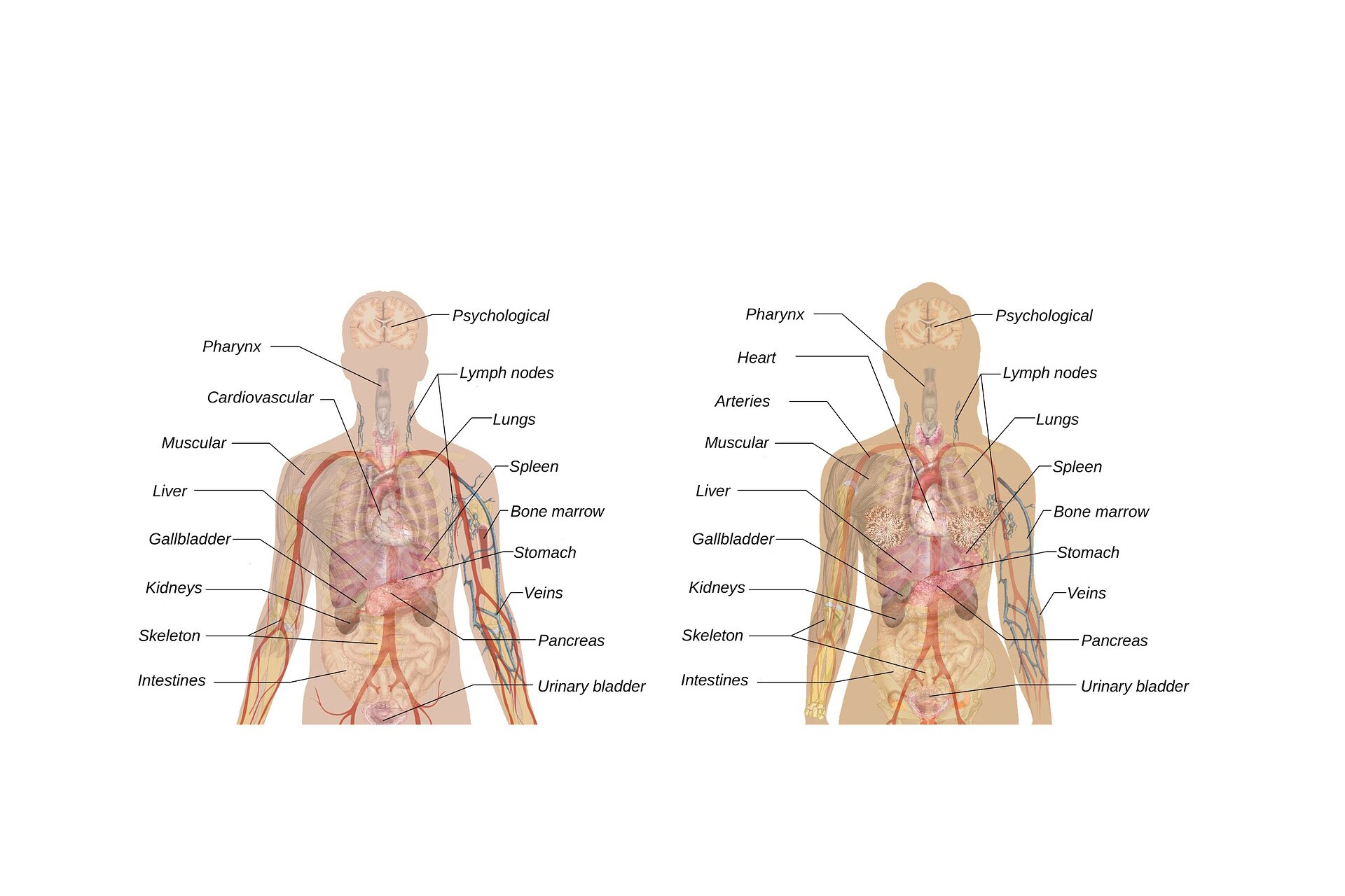 Ilustracja przedstawia notatkę w formie infografiki. Znajdują się tu (przykładowo) rysunki anatomii wewnętrznej człowieka z oznaczonymi narządami wewnętrznymi, opisanymi dzięki strzałkom na zewnątrz rysunków.