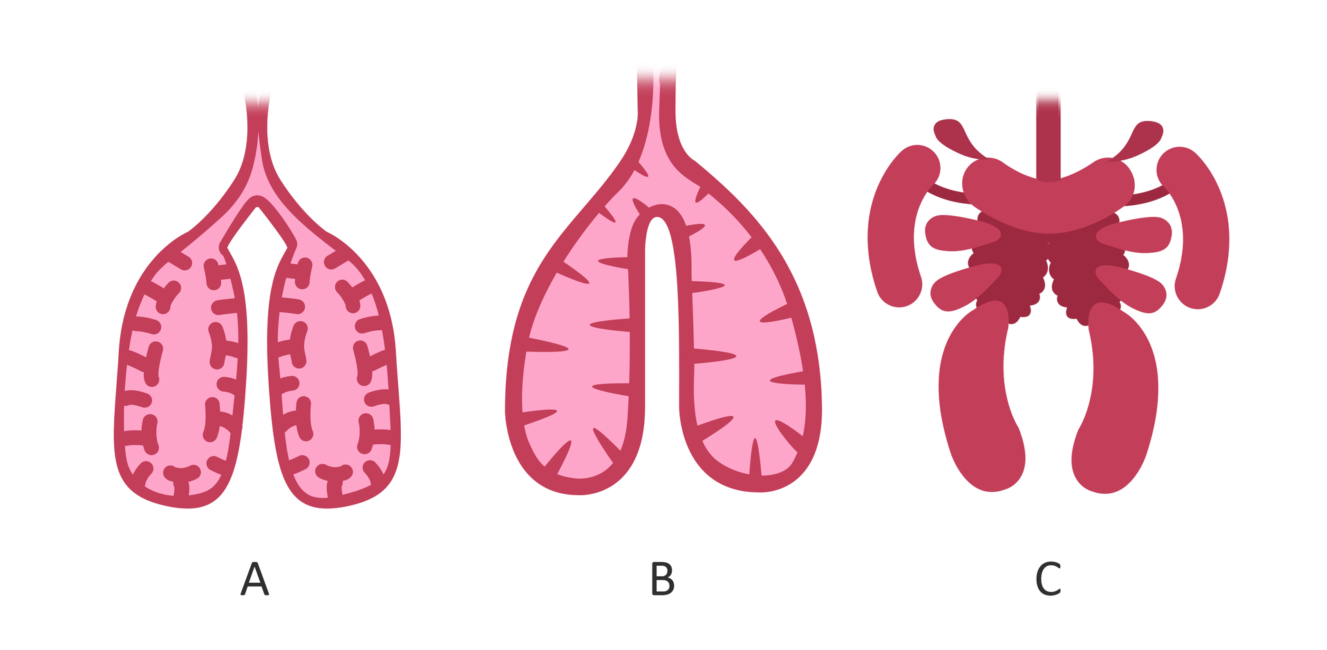 Ilustracja przedstawia trzy rysunki płuc. Płuca oznaczone literą A mają liczne, rozbudowane przegrody. Płuca oznaczone literą B mają bardziej prostą budowę – są workowate z prostymi przegrodami. Płuca oznaczone literą C są małe i wyposażone w 9 worków powietrznych.