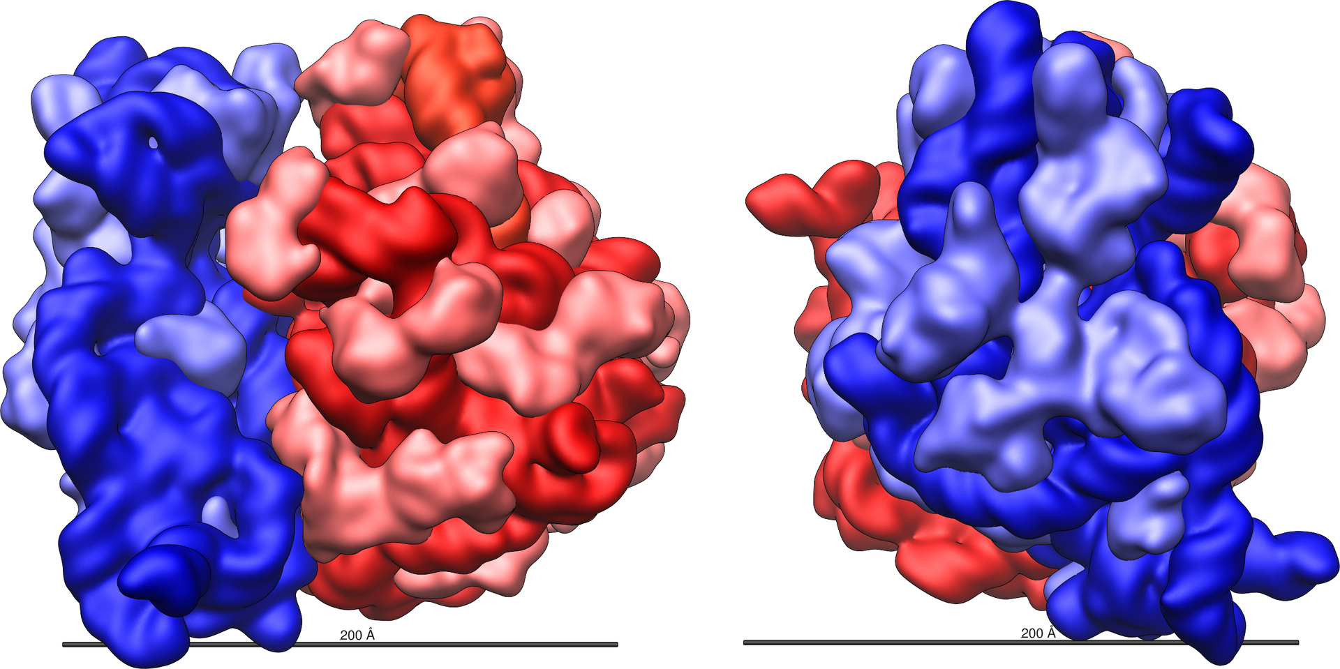 Grafika przedstawia model rybosomu. Jest on stworzony z dwóch poplątanych ze sobą, niekształtnych cząstek - w kolorze niebieskim i czerwonym.