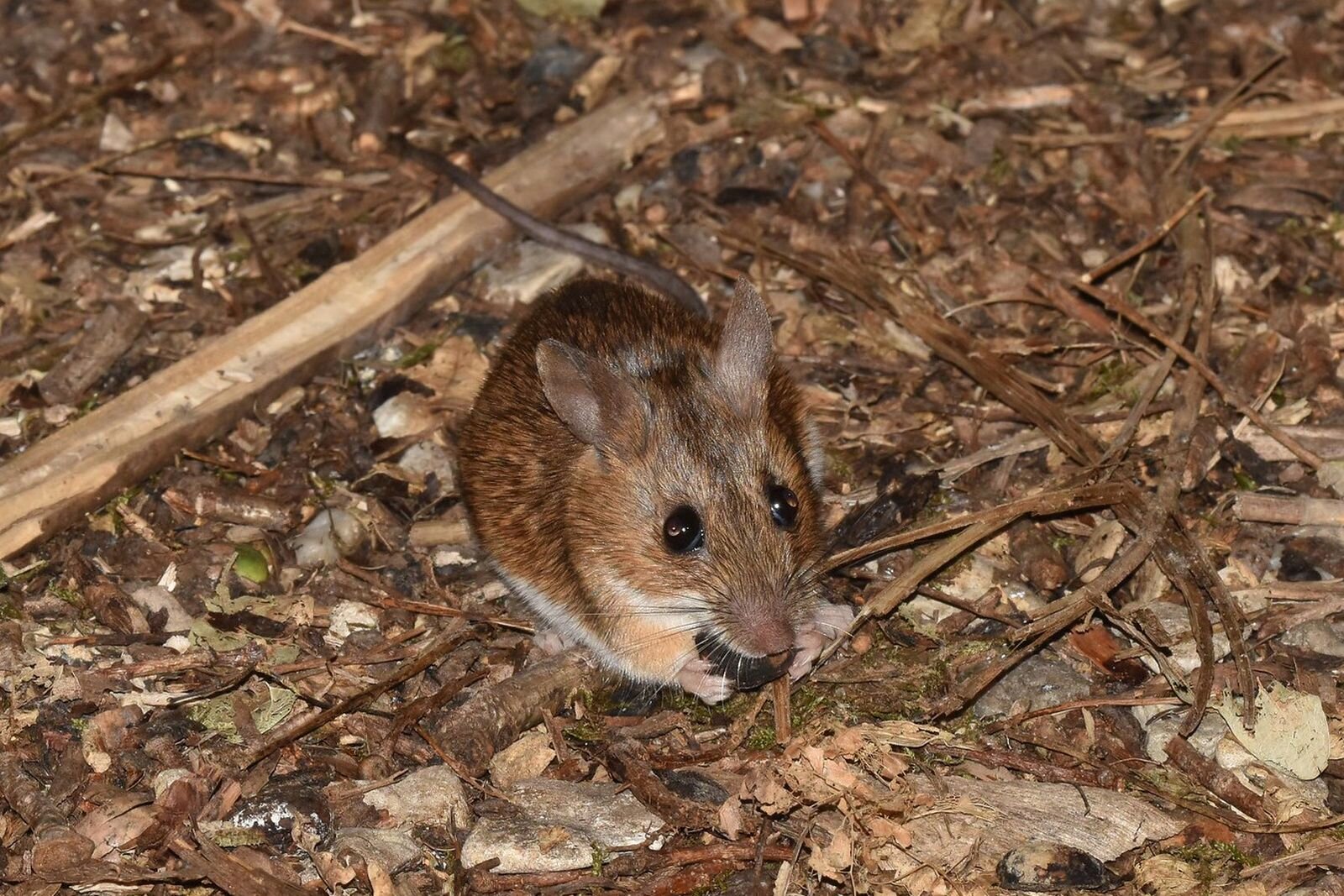Na planszy widoczna jest szaro‑biało‑pomarańczowa brązowa Mysz leśna, znajdująca się na brązowych, uschniętych liściach. Ma małe, krępe ciało z drobnymi kończynami i podłużną głową, z zaokrąglonymi uszami, czarnymi oczami i małym pyszczkiem. W łapach trzyma okrągłego orzecha.