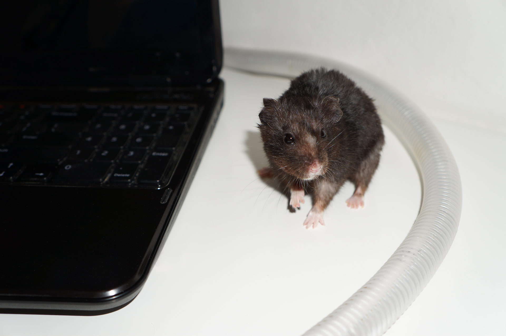 Fotografia przedstawia komputer przenośny z odchodzącym od niego kablem zabezpieczonym za pomocą plastikowej osłonki. Obok zabezpieczonego kabla siedzi mysz.